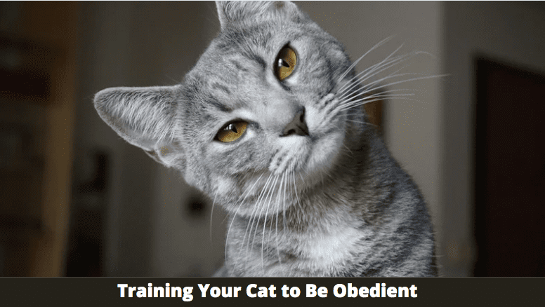 Training Your Cat to Be Obedient Using a Variety of Techniques