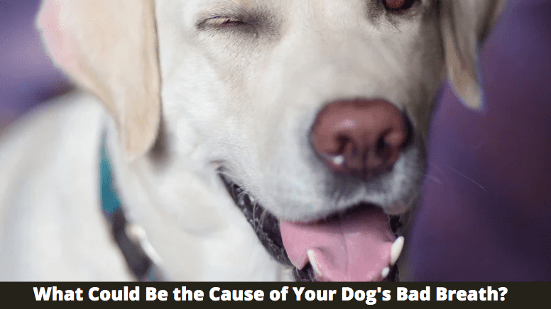 What Could Be the Cause of Your Dog's Bad Breath? 3 Things to Know