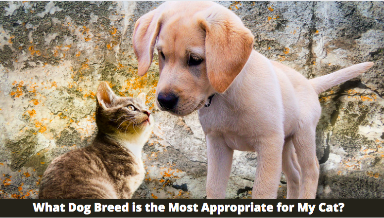 What Dog Breed is the Most Appropriate for My Cat? 5 Thing to Know