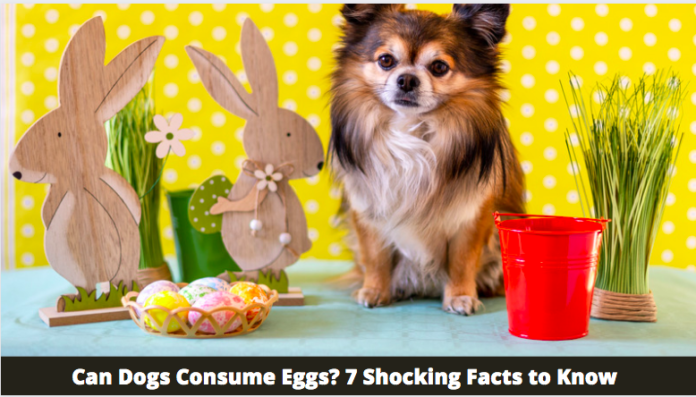 Can Dogs Consume Eggs? 7 Shocking Facts to Know