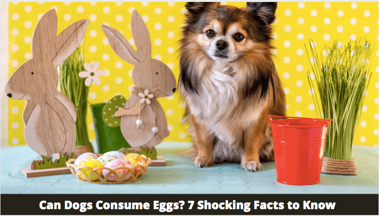 Can Dogs Consume Eggs? 7 Shocking Facts to Know