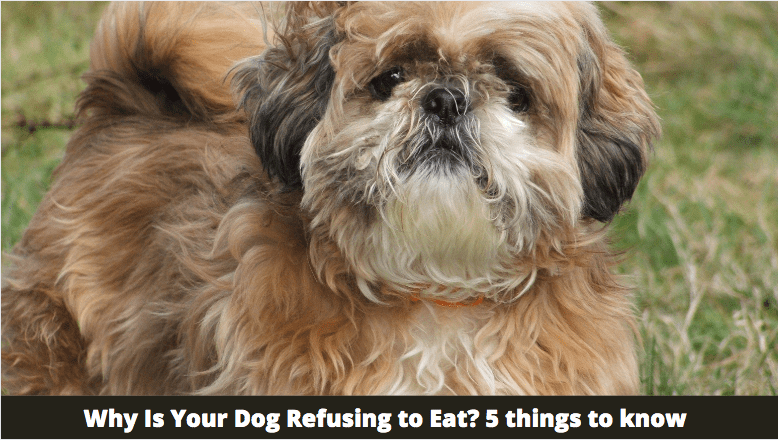 Why Is Your Dog Refusing to Eat? 5 things to know