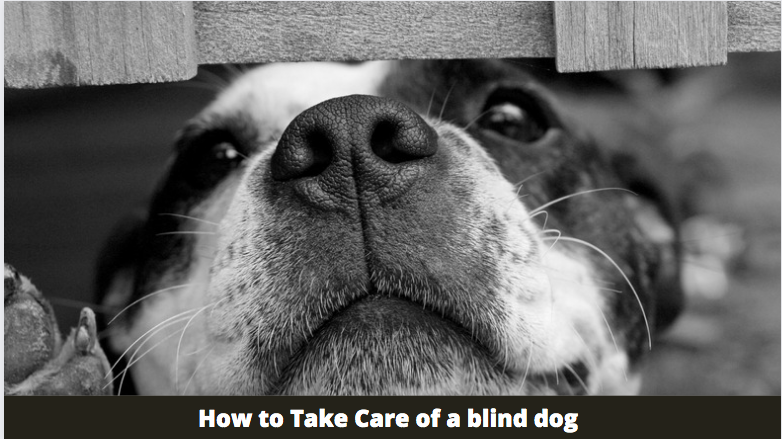 How to Take Care of a blind dog