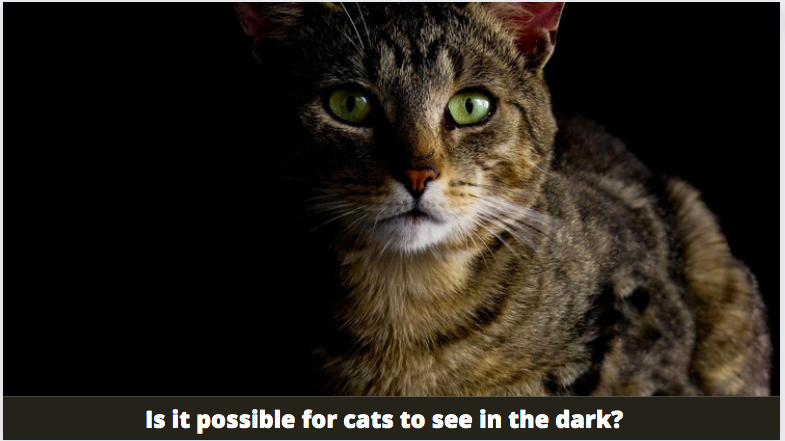 Is it possible for cats to see in the dark? (And how well did they do it?)