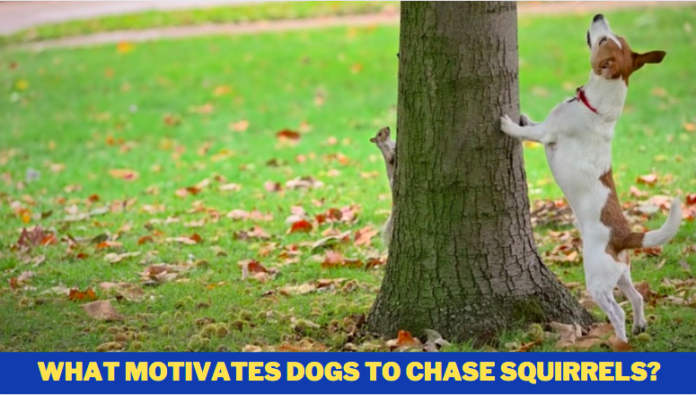 What motivates Dogs to Chase Squirrels?