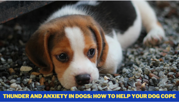 Thunder and Anxiety in Dogs: How to Help Your Dog Cope