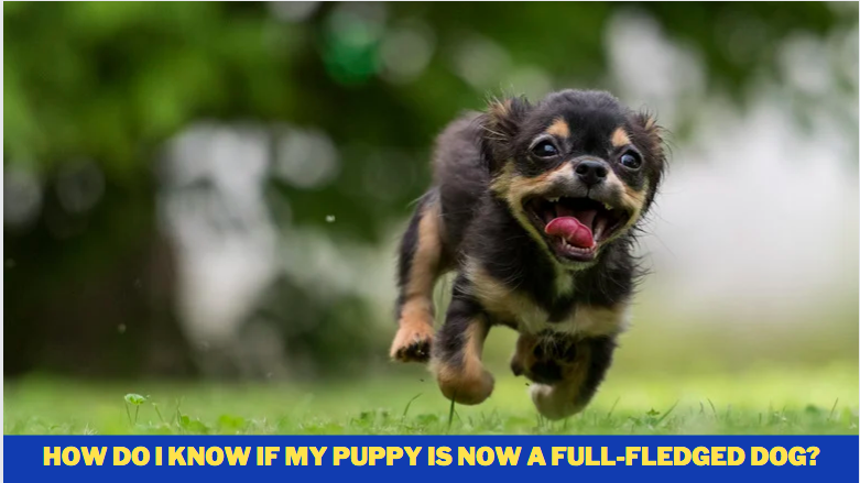 How Do I Know if My Puppy Is Now a Full-Fledged Dog?