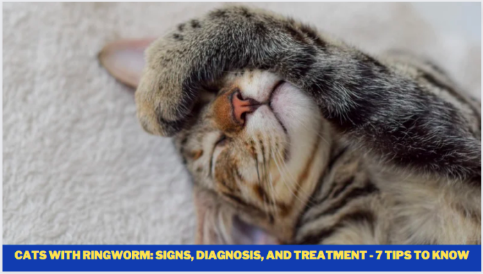 cats with ringworm: Signs, Diagnosis, and Treatment