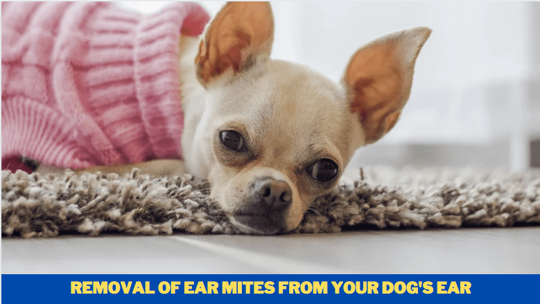 Removal of Ear Mites from Your Dog's Ear - 7 Tips to Know