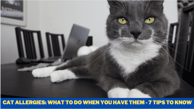 Cat Allergies: What to Do When You Have Them - 7 Tips to know