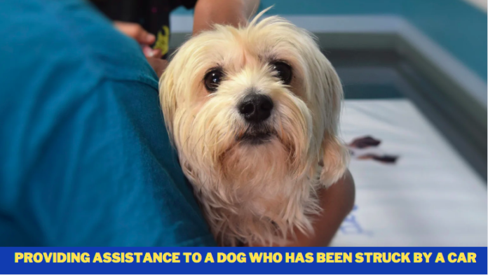 Providing assistance to a dog who has been struck by a car