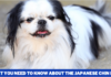 What you need to know about the Japanese Chin dog? breed and Traits