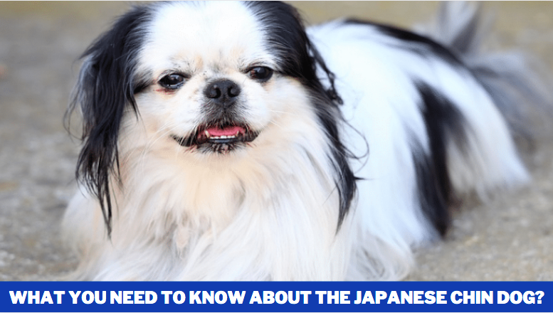 What you need to know about the Japanese Chin dog? breed and Traits