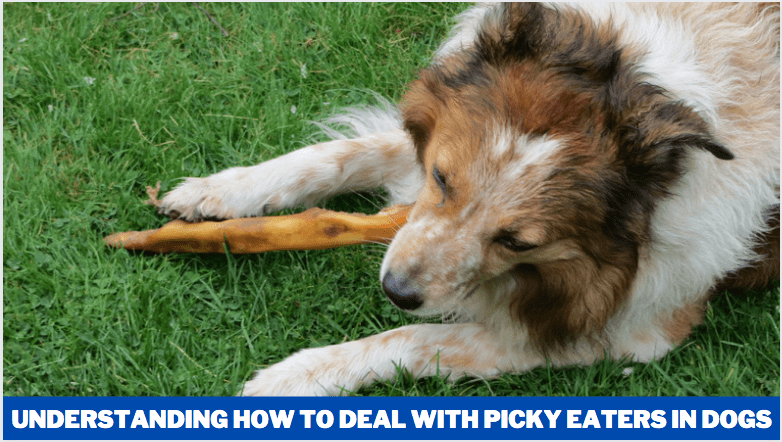 Understanding How to Deal with Picky Eaters in Dogs