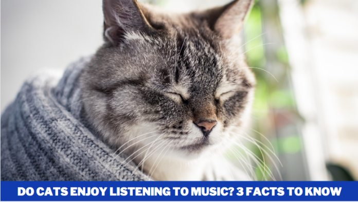 Do Cats Enjoy Listening to Music? 3 Facts to Know
