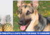 Is Pineapple a Safe Food for Dogs to Consume?