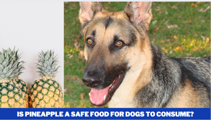 Is Pineapple a Safe Food for Dogs to Consume?