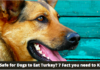 Is it Safe for Dogs to Eat Turkey? 7 Fact you need to Know