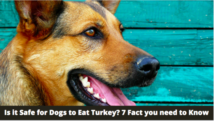 Is it Safe for Dogs to Eat Turkey? 7 Fact you need to Know
