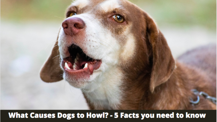 What Causes Dogs to Howl? - 5 Facts you need to know