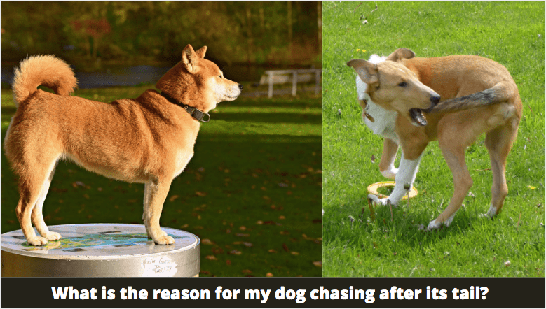 What is the reason for my dog chasing after its tail? 3 Facts to know