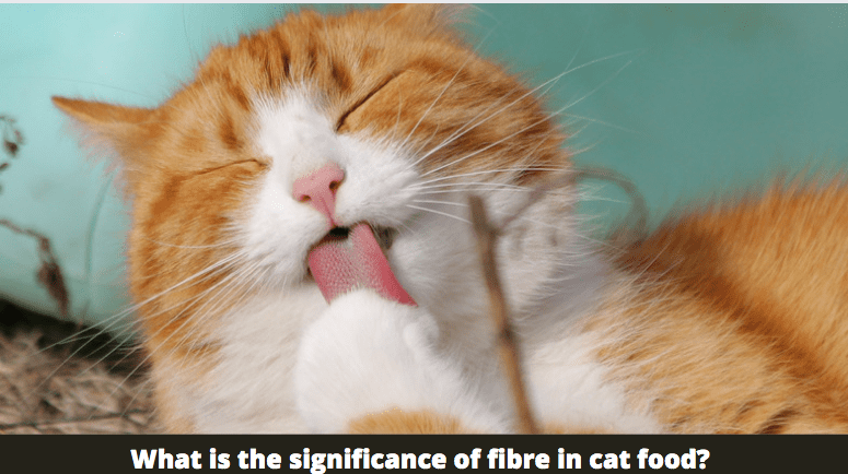 What is the significance of fibre in cat food?