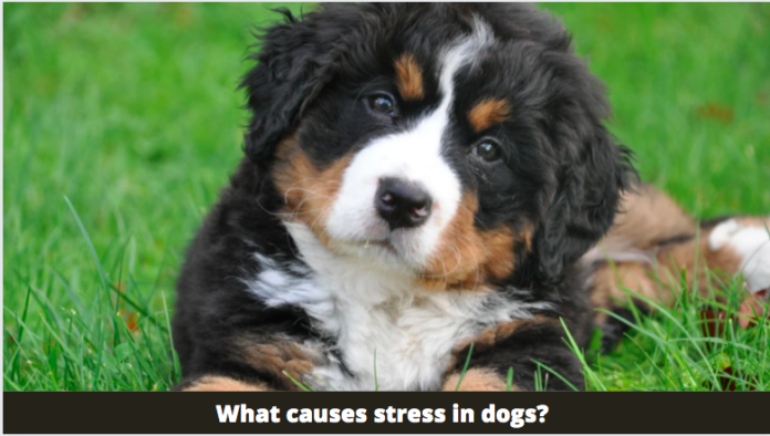 What causes stress in dogs, the signs and how to provide relief