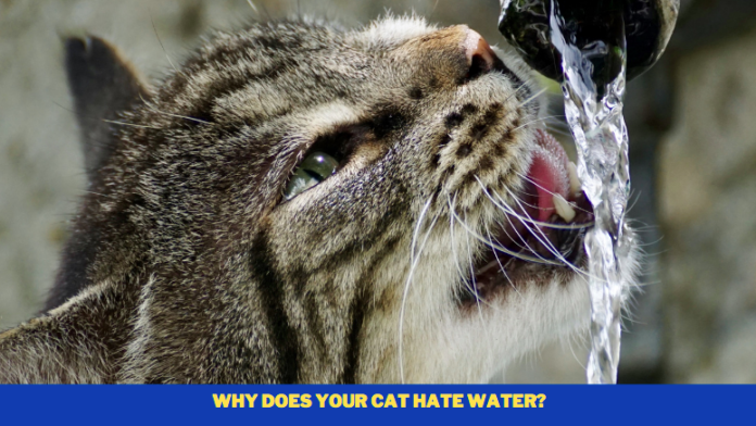 Why does your cat hate water