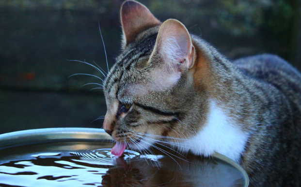 What Is It About Cats And Water That Makes Them So Fearful?