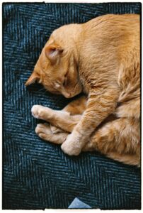 What Your Pet Does When You're Not Home:A Sleeping Ginger Cat