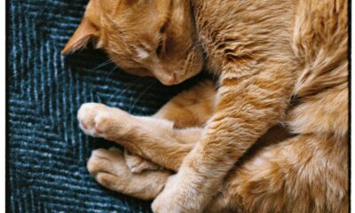 A Sleeping Ginger Cat