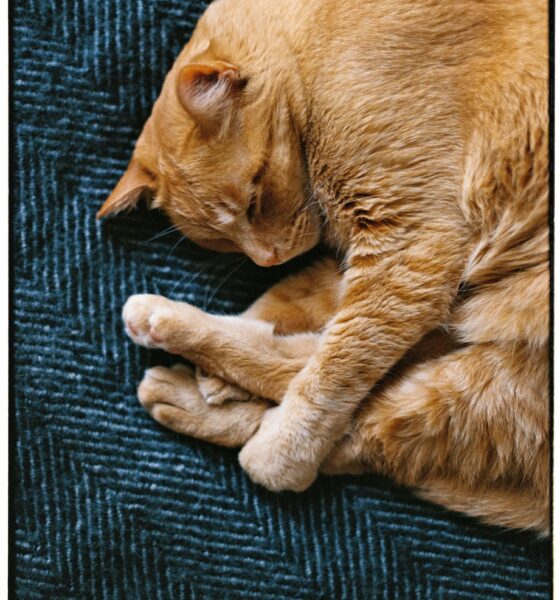 A Sleeping Ginger Cat