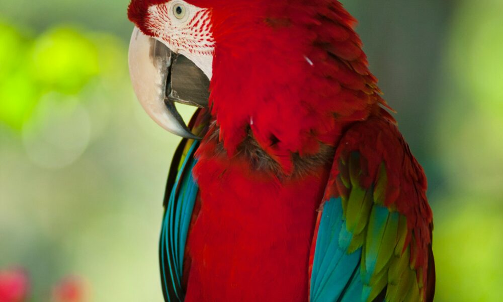 Parrot