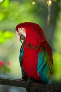 Pros and Cons Of Owning Exotic PetParrot