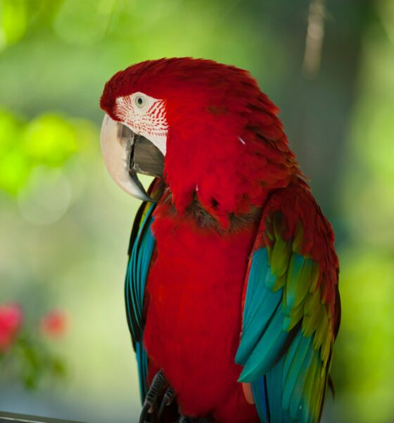 Parrot