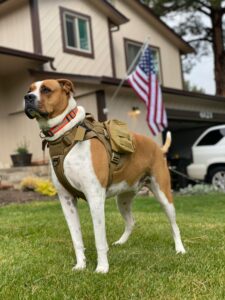 Pet Tech Gadget: Activity Tracker And Health Monitor