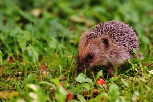 Pros And Cons Of Owning Exotic Pet Hedgehog On Grass