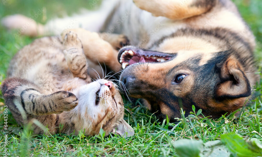 "Cats and dogs best friends"