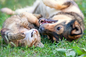  "Cats and dogs best friends"