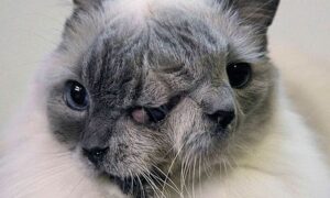Mysterious And BeautifulTwo-Faced Cat