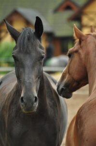 Can Horses smile?